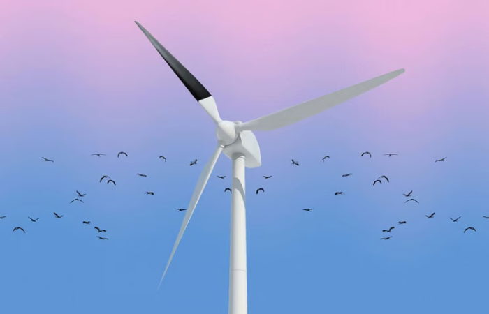 TikTok creator highlights study that cuts bird deaths by 70% through offshore wind turbine blade innovations | 4C Offshore